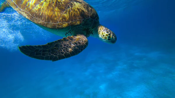 Морська Черепаха Плаває Під Блакитною Водою Ліцензійні Стокові Фото