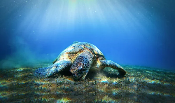 Tortue Mange Des Algues Sous Eau Fond Photo De Stock