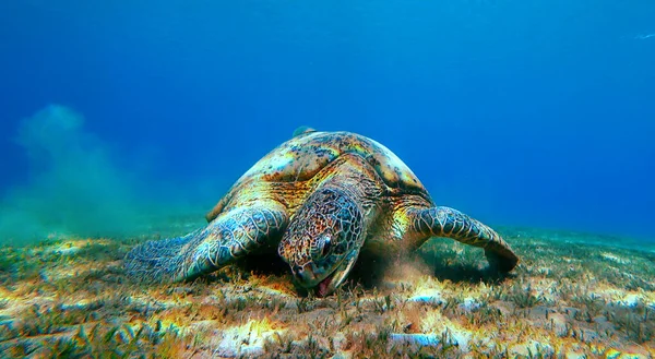 Підводні Черепахи Їдять Внизу Стокове Зображення