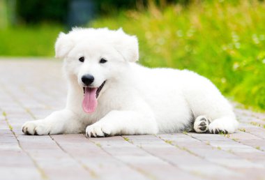 Berger Blanc Suisse köpek yavrusu dışarıda yatıyor.