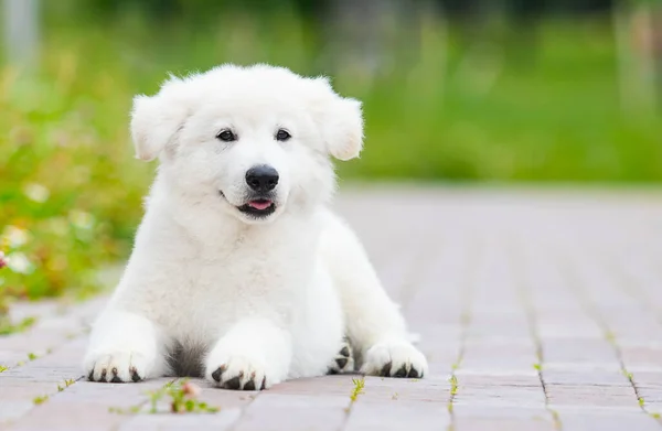 Κουτάβι Berger Blanc Suisse Στο Σοκάκι Στο Πάρκο — Φωτογραφία Αρχείου