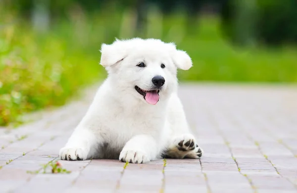 Kiskutya Berger Blanc Suisse Fekszik Sikátorban Parkban — Stock Fotó