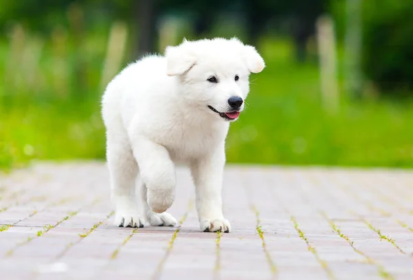 Kiskutya Berger Blanc Suisse Parkban — Stock Fotó