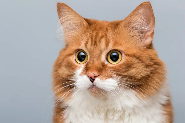 Обличчя Червона Кішка Дивиться Великими Очима — стокове фото