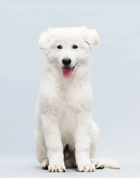 Cachorro Branco Sentado Estúdio — Fotografia de Stock