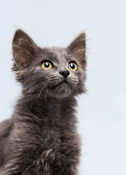 Rosto Gatinho Olha Para Lado Estúdio — Fotografia de Stock