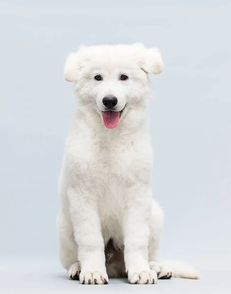 Cachorro Branco Sentado Estúdio Imagem De Stock
