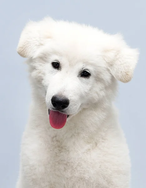 Cachorro Branco Sentado Estúdio Fotografias De Stock Royalty-Free