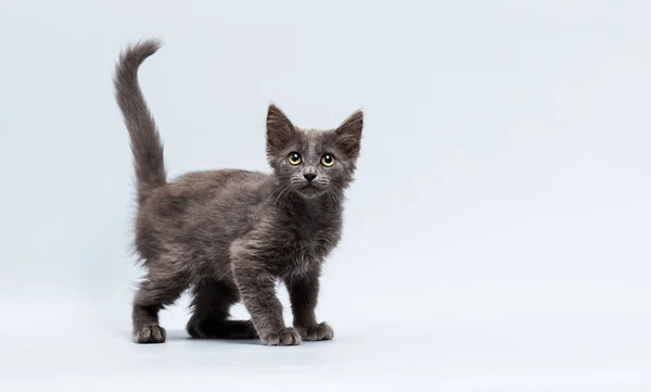 Chaton Gris Regardant Dans Caméra Studio Images De Stock Libres De Droits