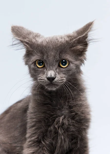 Chaton Visage Regardant Caméra Sur Fond Gris Photos De Stock Libres De Droits