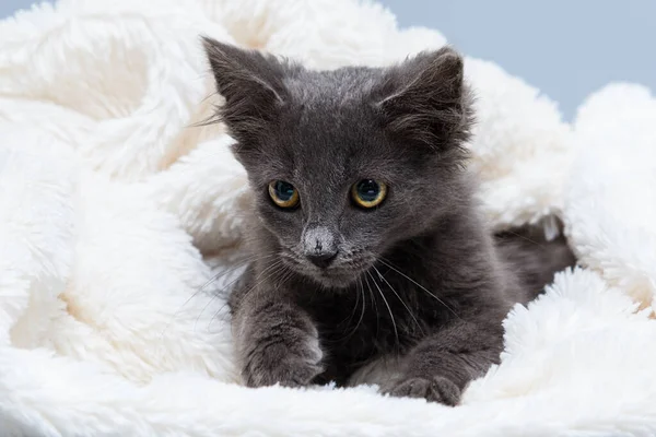 Gray Kitten White Comfortable Blanket Obrazy Stockowe bez tantiem