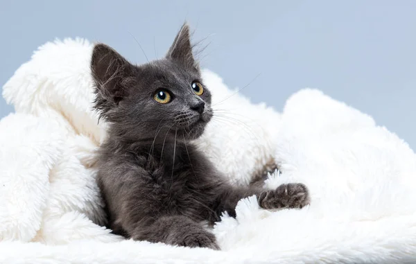 Chat Gris Dans Une Couverture Confortable Photo De Stock