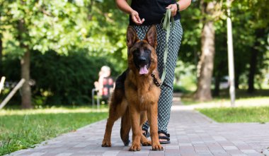 Parkta tasmalı bir köpek, Alman çoban köpeği