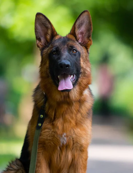 Dog Leash Walk German Shepherd — Zdjęcie stockowe
