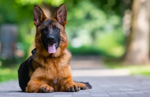 Köpek Yazın Parkta Yatar Alman Çoban Köpeği — Stok fotoğraf