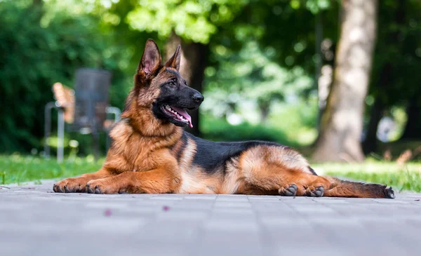 Chien Pour Une Promenade Été Berger Allemand — Photo