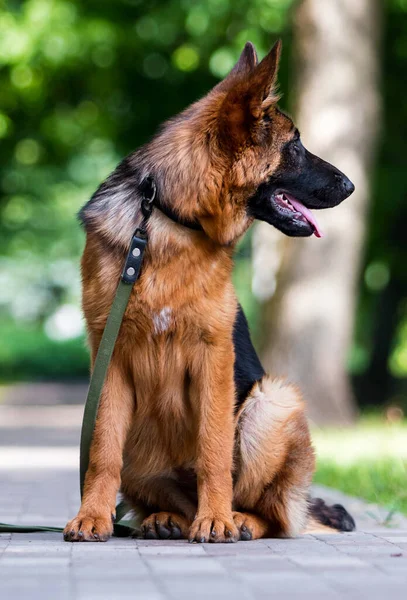 Yürüyüşe Çıkmış Köpek Alman Çoban Köpeği — Stok fotoğraf