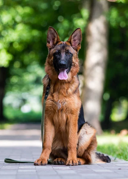 Dog Leash Park German Shepherd — Zdjęcie stockowe