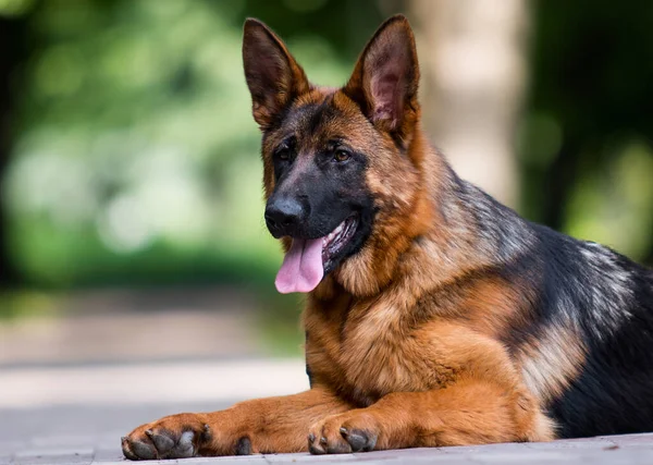 Chien Pour Une Promenade Été Berger Allemand — Photo