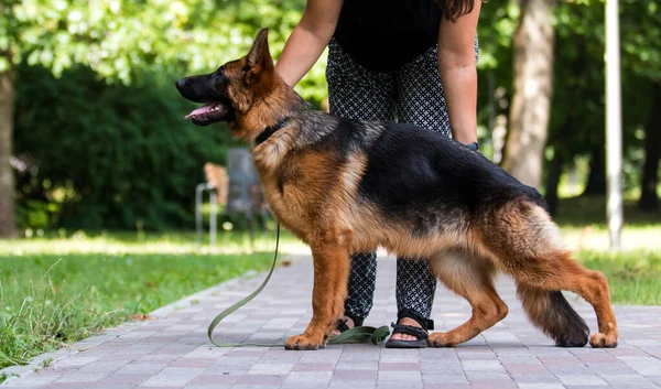 Dog Leash Park German Shepherd — Stock Photo, Image