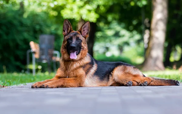 Cão Deitado Verão Pastor Alemão Fotografia De Stock