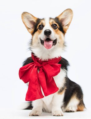 Beyaz arka planda kırmızı bir fiyonk içinde neşeli bir Welsh corgi pembroke köpek