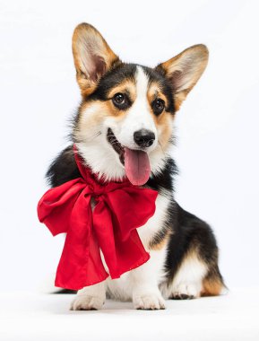 Beyaz arka planda kırmızı bir fiyonk içinde tatlı Galli Corgi Pembroke köpeği.