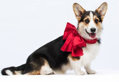 Beyaz bir arka planda kırmızı yay ile bir köpek Welsh corgi pembroke cins