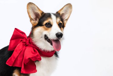 Köpek yüz, kırmızı yay, Galli corgi, cins, beyaz arka plan, 