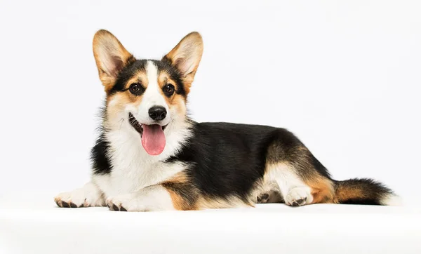 Corgi Dog Tongue White Background — Stock Photo, Image