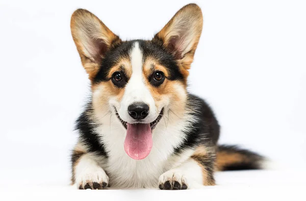 Uśmiechnięty Corgi Dog Białym Tle — Zdjęcie stockowe