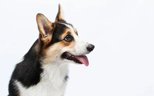 Cão Com Língua Olhando Para Lados Galês Corgi Pembroke Raça — Fotografia de Stock