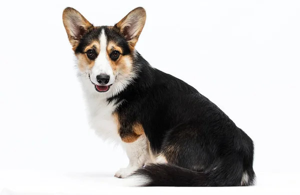 Dog Looking Welsh Corgi Pembroke Breed — Stock Photo, Image