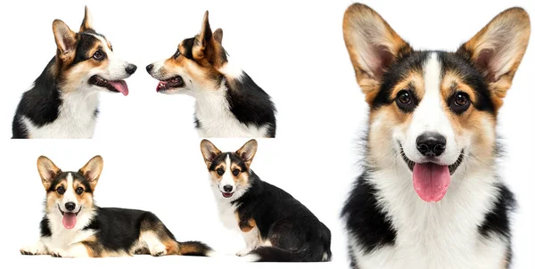 Cão Com Língua Olhando Galês Corgi Pembroke Raça — Fotografia de Stock