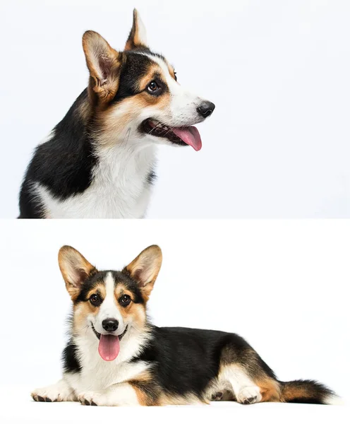 Σκύλος Γλώσσα Κοιτάζοντας Πλάγια Welsh Corgi Pembroke Φυλή — Φωτογραφία Αρχείου