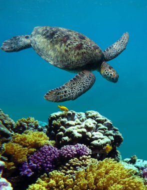 Kaplumbağa deniz mercanlarında su altında yüzer.