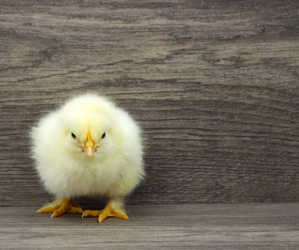 Malé žluté kuře na dřevěné pozadí — Stock fotografie