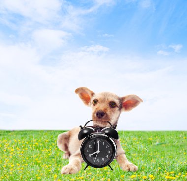 Diş çalar saat içinde tutarak yeşil çim komik köpek