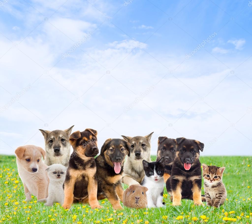 Pets are sitting on the green lawn on a background of blue sky