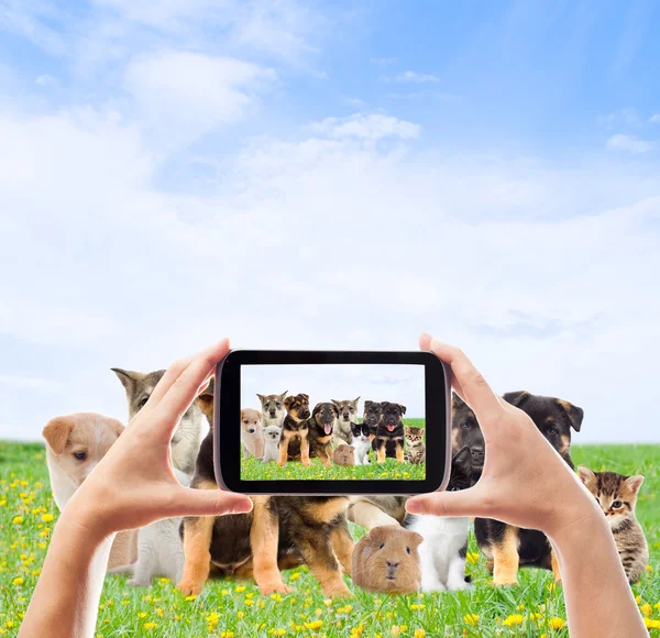Фотографування домашніх тварин групи смартфонів — стокове фото