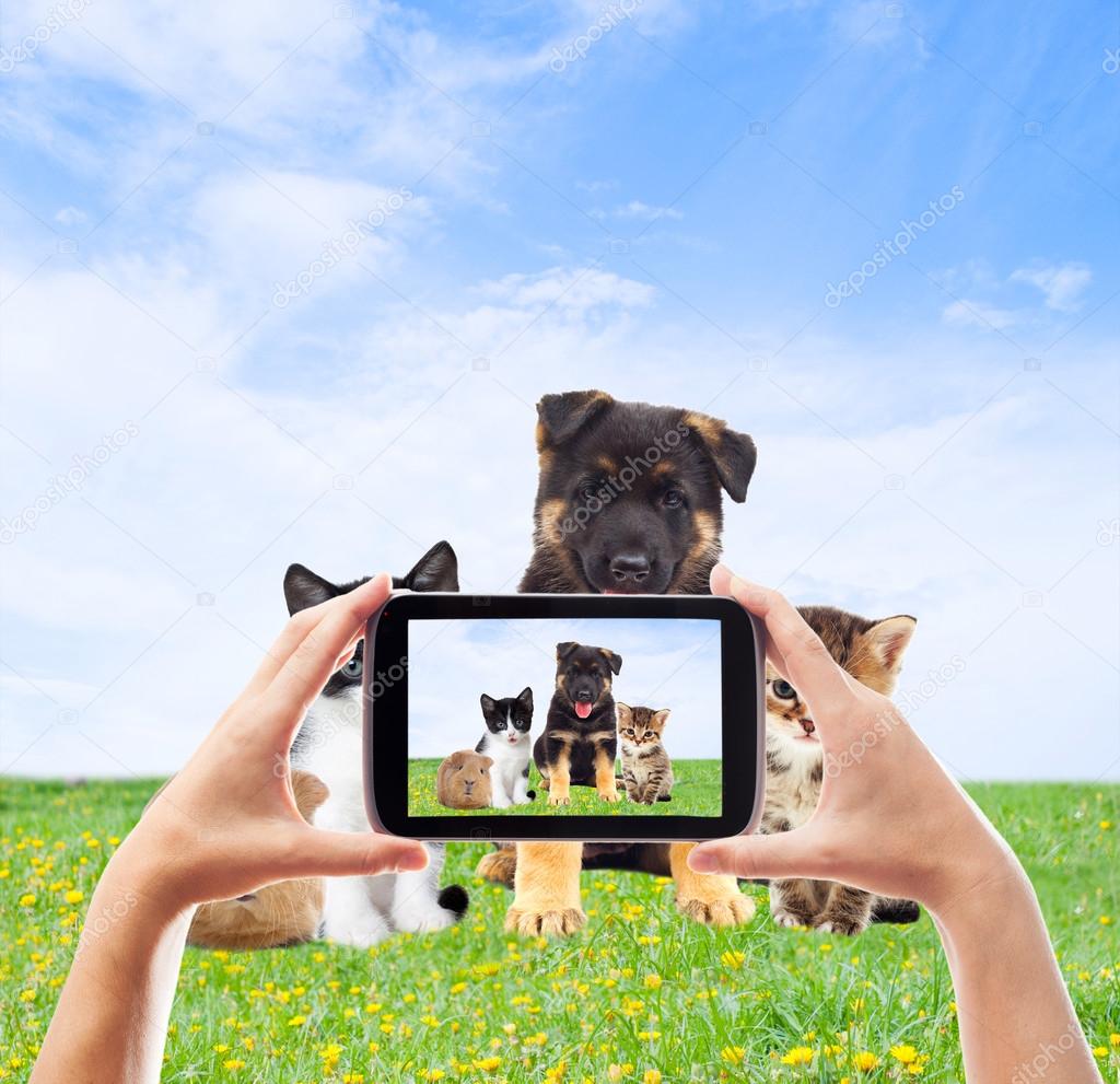 Photographing pets smartphone on the green lawn