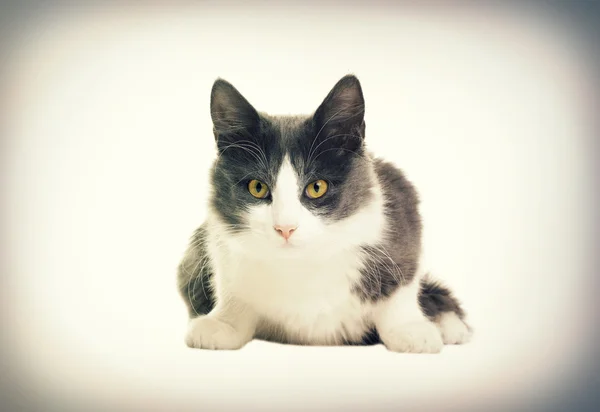 Black and white cat — Stock Photo, Image