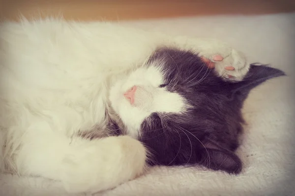 Чорно-білий кіт — стокове фото