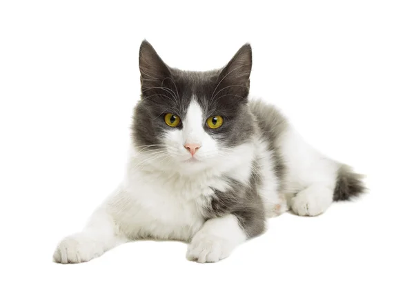 Cat looking — Stock Photo, Image