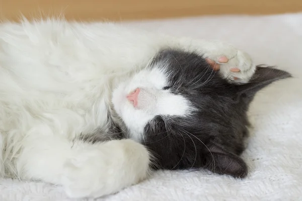 Gato dorme — Fotografia de Stock