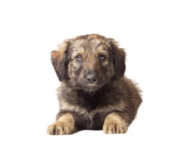 mutts puppy on a white background isolated clipart