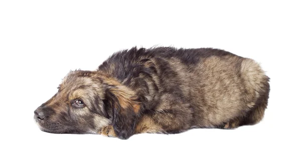 Sad puppy mutts lies on a white background — Stock Photo, Image