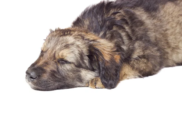 Sleeping puppy mutts on a white background isolated — Stock Photo, Image