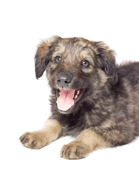 Portrait of a cute puppy isolated on white background — Stock Photo, Image