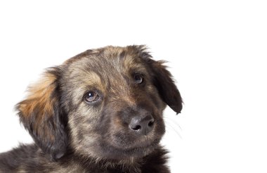 sevimli köpek namlu izole beyaz zemin üzerine